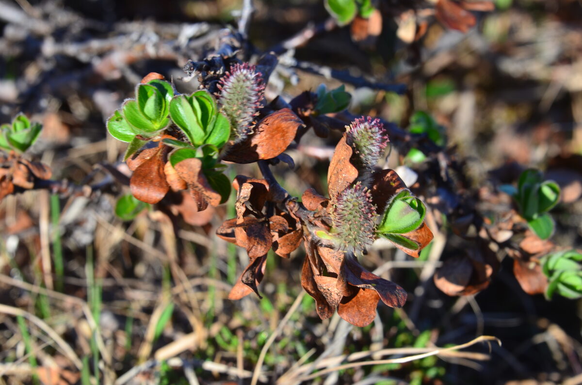 Salix pulchra (Tealeaf Willow) — photo