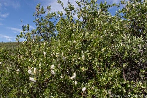 Salix pulchra
