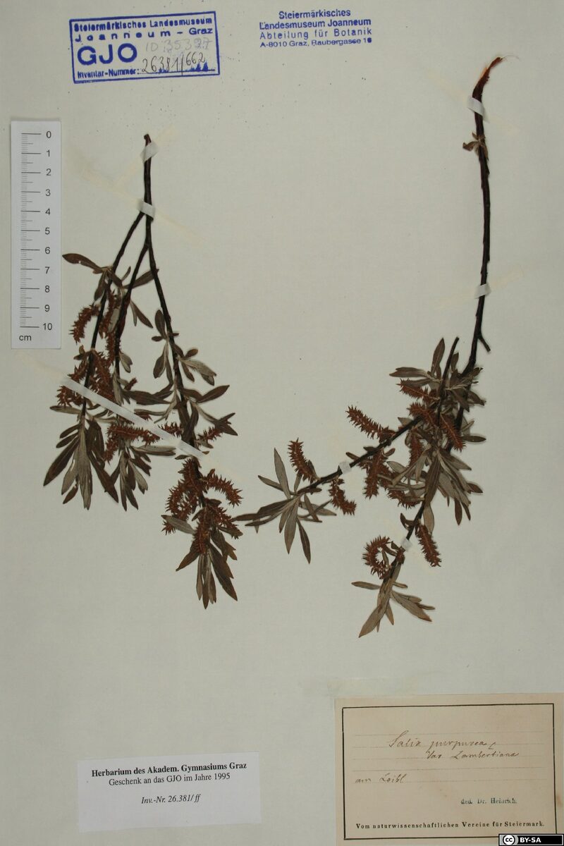 Salix purpurea lambertiana - (Sm.)A.Neumann. (Purple Osier) — photo