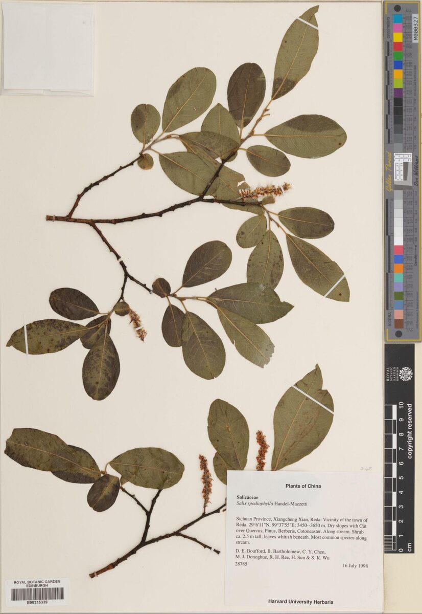 Salix spodiophylla — photo