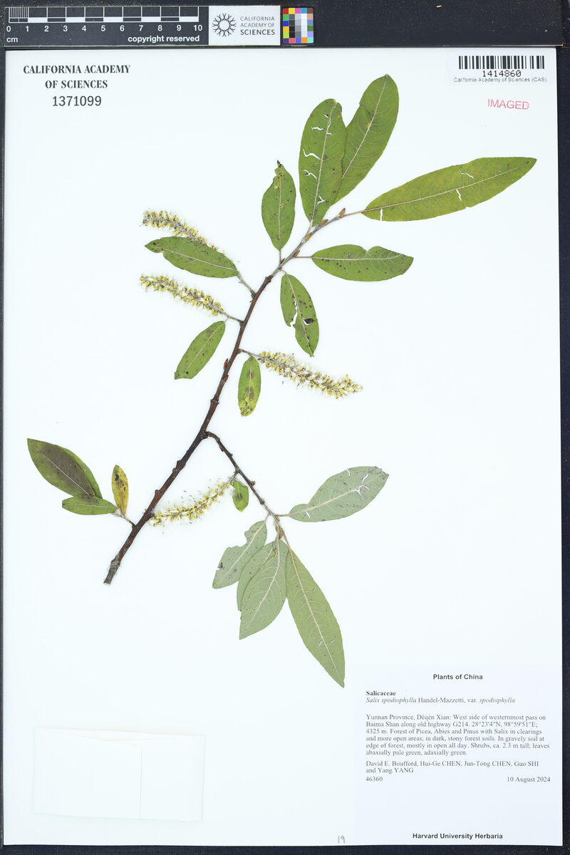 Salix spodiophylla