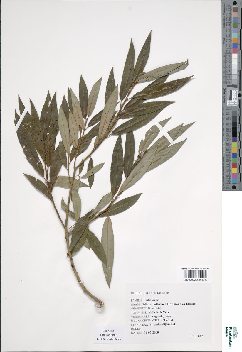 Salix x mollisima undulata - (Ehrh.)Wimm. — photo