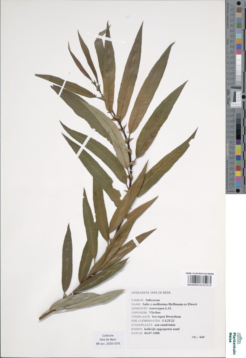 Salix x mollisima undulata - (Ehrh.)Wimm. — photo