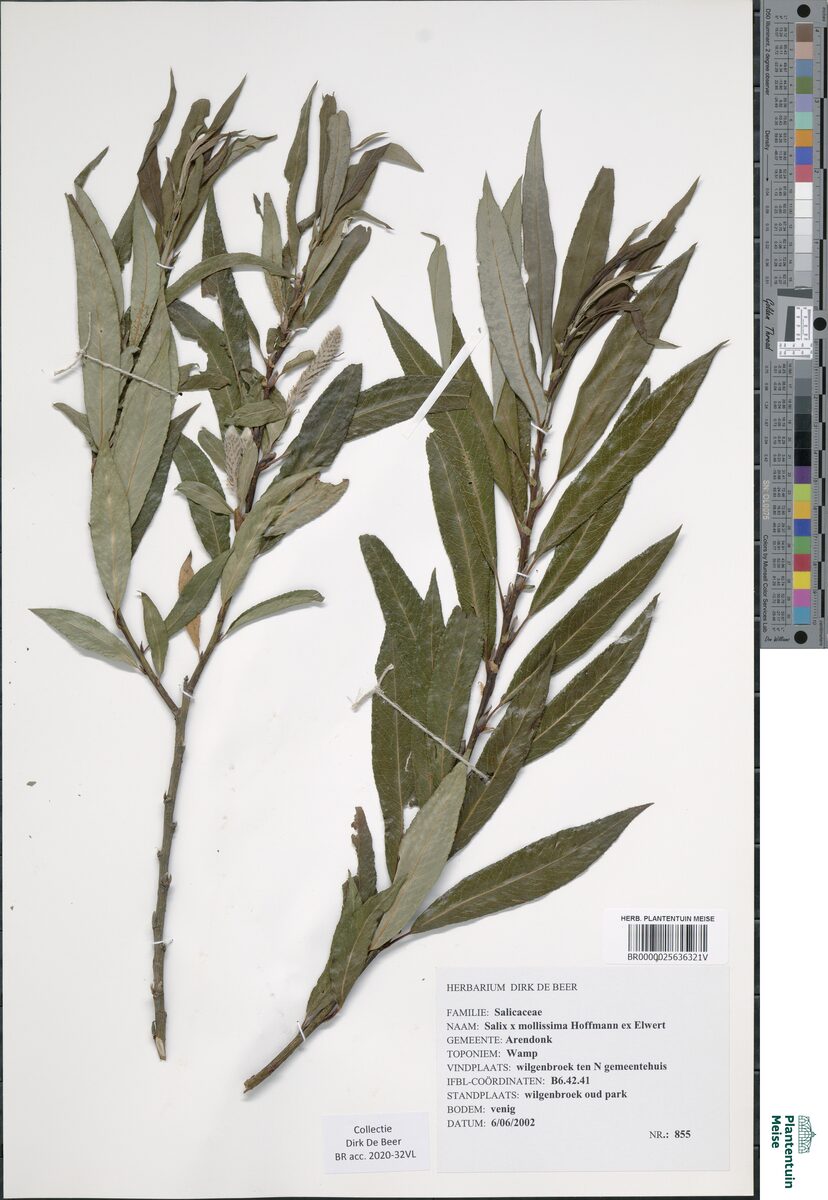 Salix x mollisima undulata - (Ehrh.)Wimm.