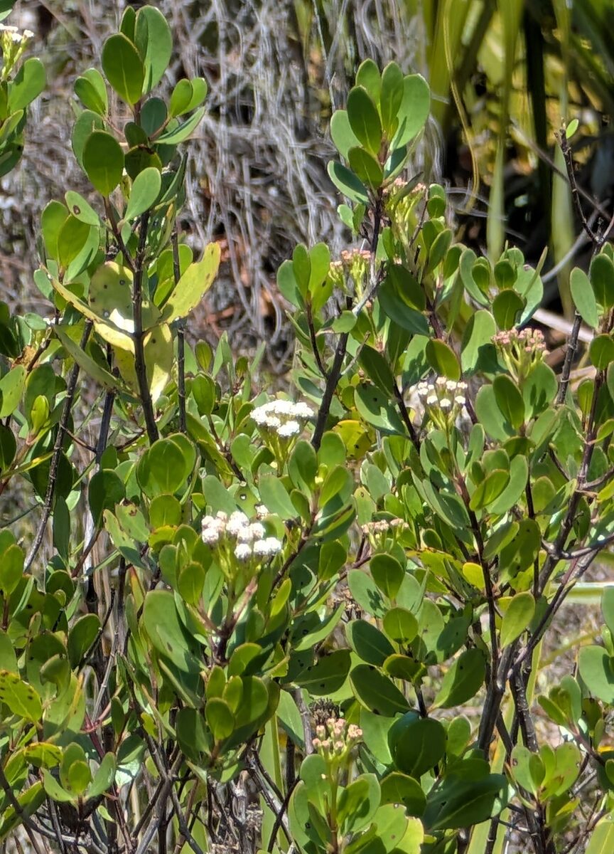 Salmea sp. (Palito de Chile) — photo