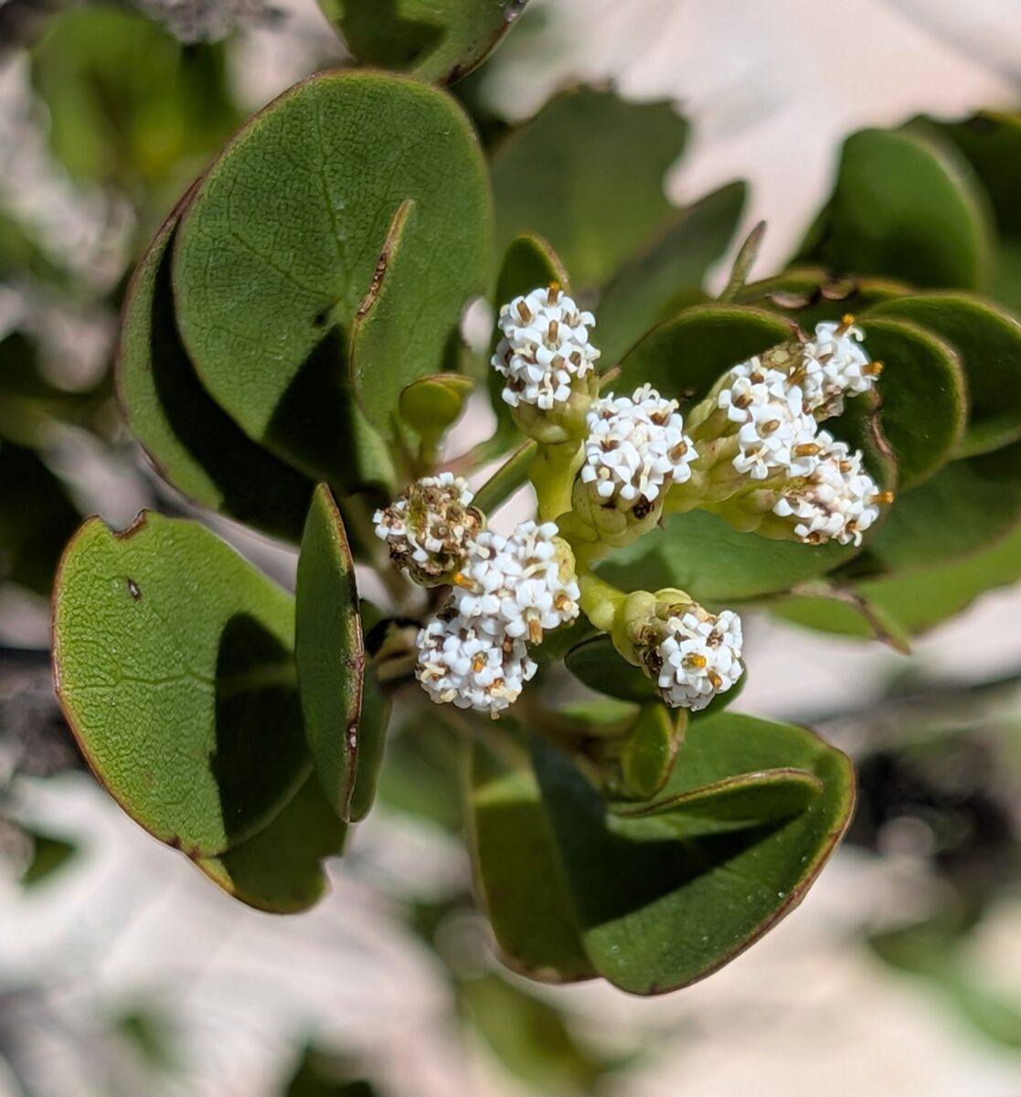 Salmea sp. (Palito de Chile) — photo