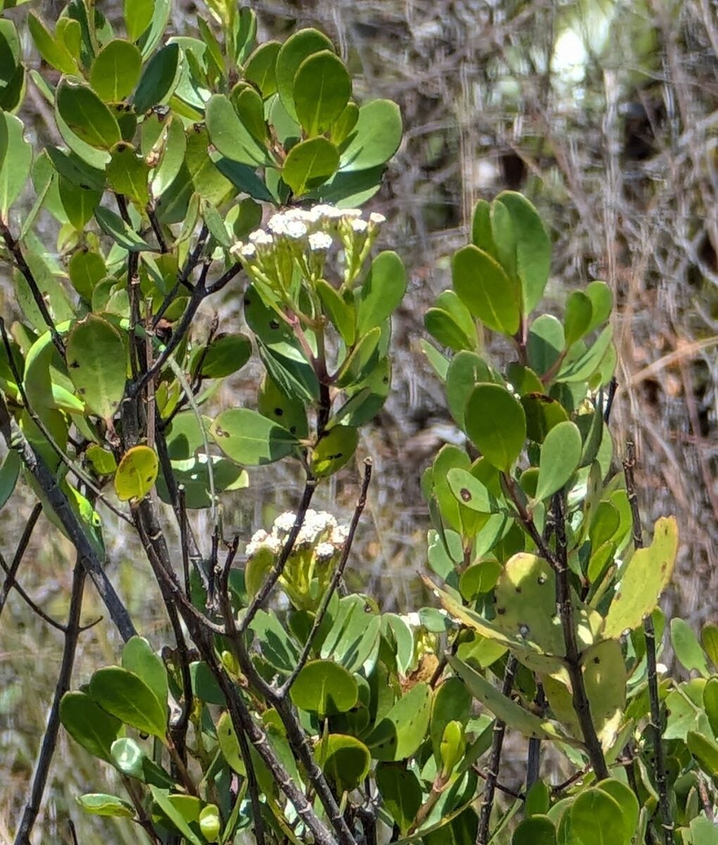 Salmea sp.
