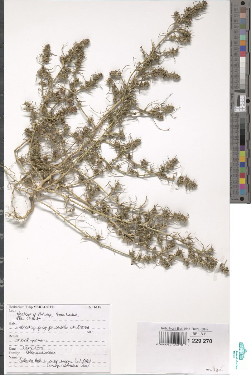 Salsola kali subsp. ruthenica (Prickly Russian thistle) — photo
