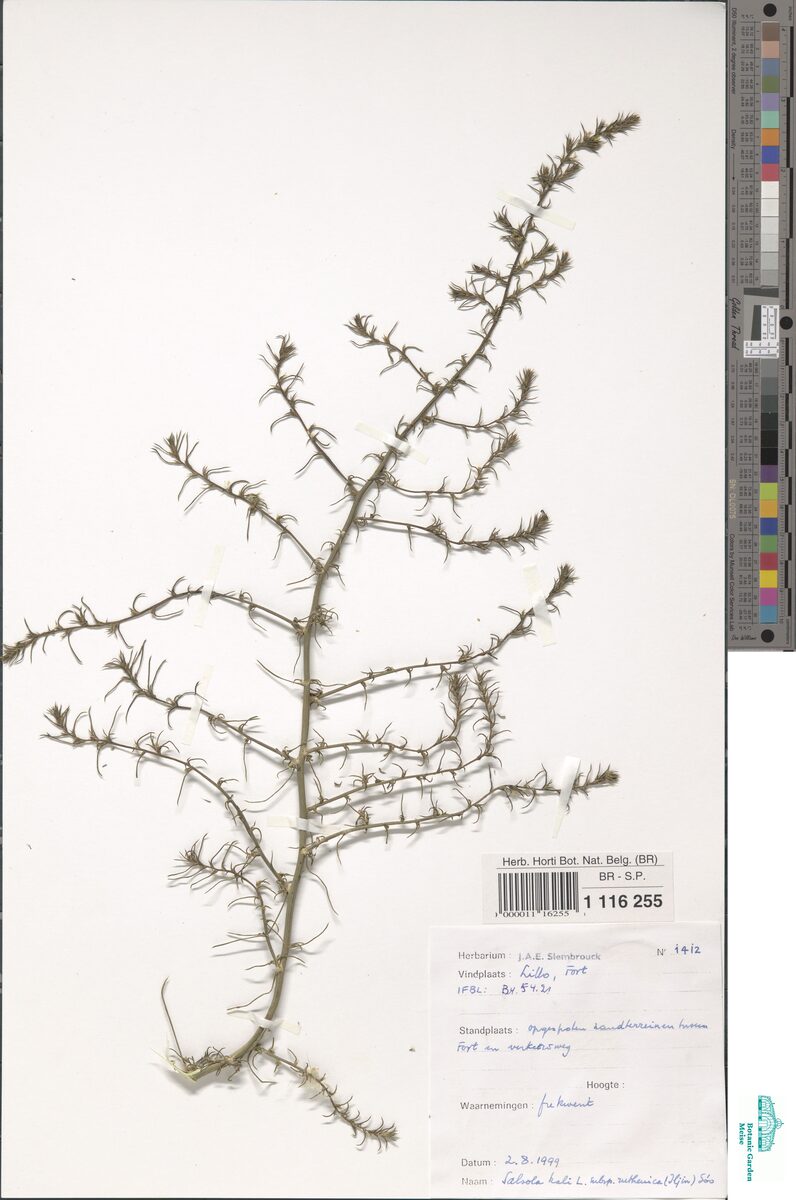 Salsola kali subsp. ruthenica (Prickly Russian thistle) — photo