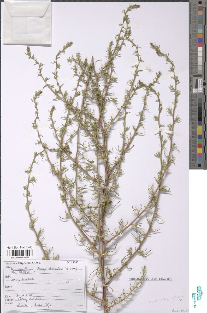 Salsola kali subsp. ruthenica