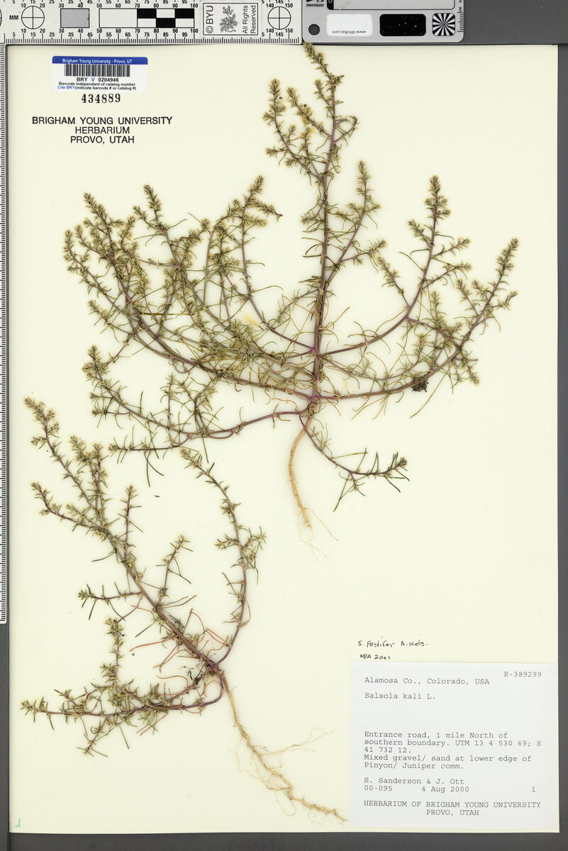 Salsola pestifer (Russian thistle) — photo