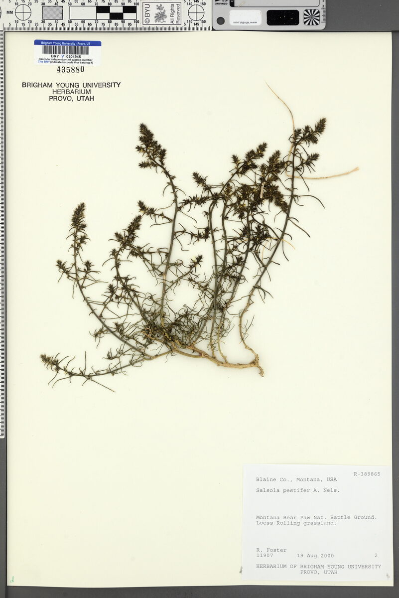 Salsola pestifer (Russian thistle) — photo