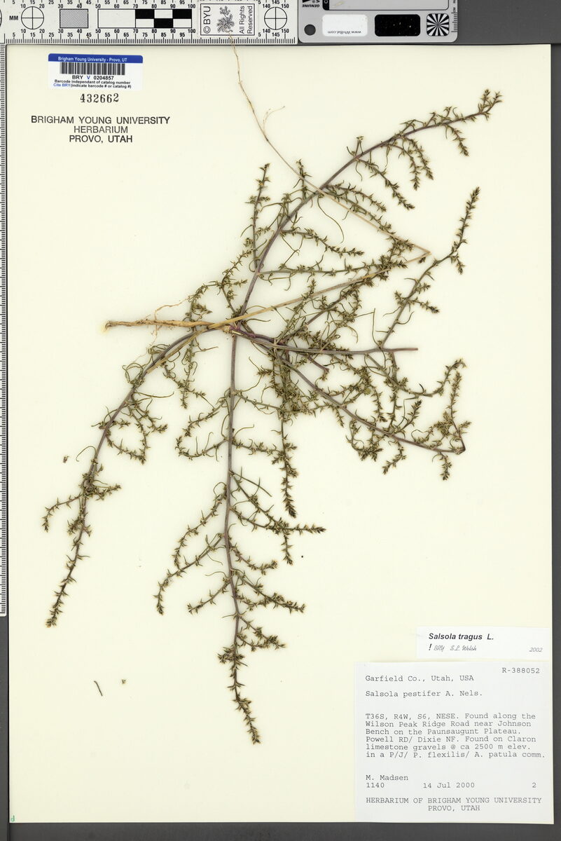 Salsola pestifer