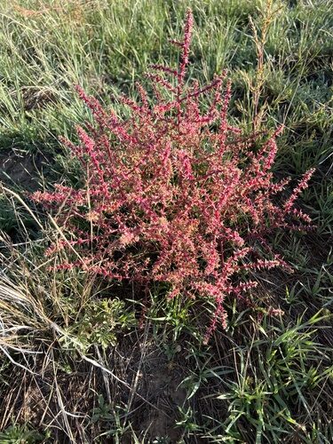 Salsola tragus (Prickly Russian Thistle) — photo