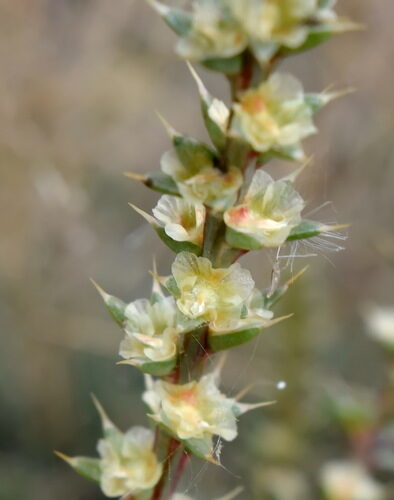 Salsola tragus (Prickly Russian Thistle) — photo