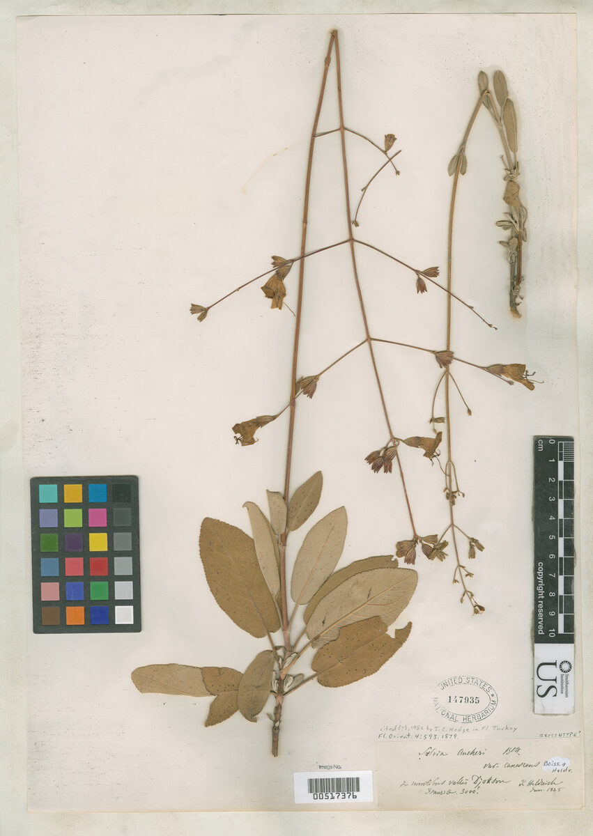 Salvia aucheri subsp. canescens — photo
