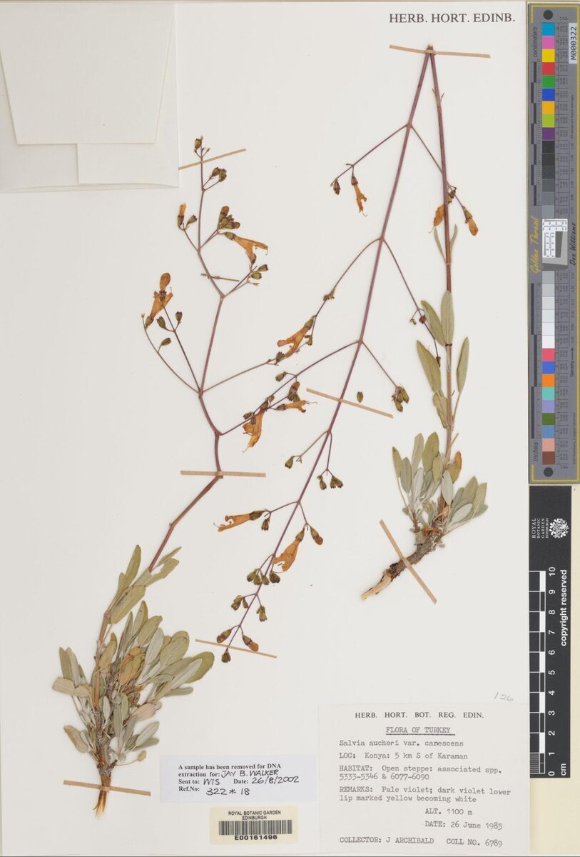 Salvia aucheri subsp. canescens