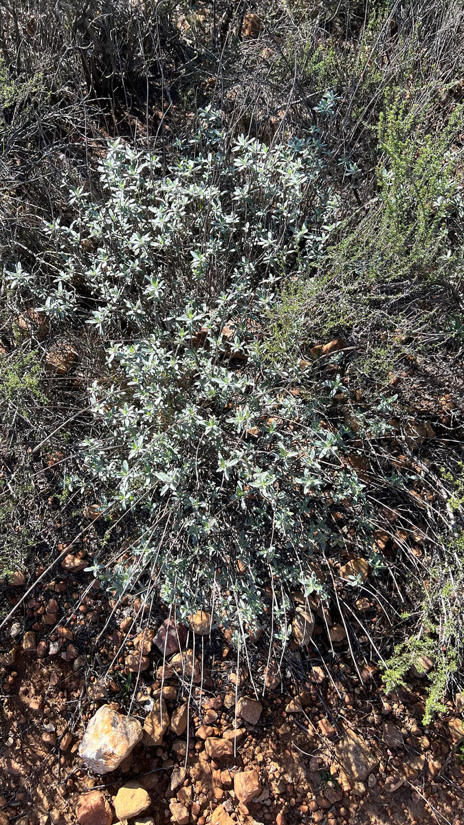 Salvia clevelandii - (A.Gray.)Greene. (Blue Sage) — photo