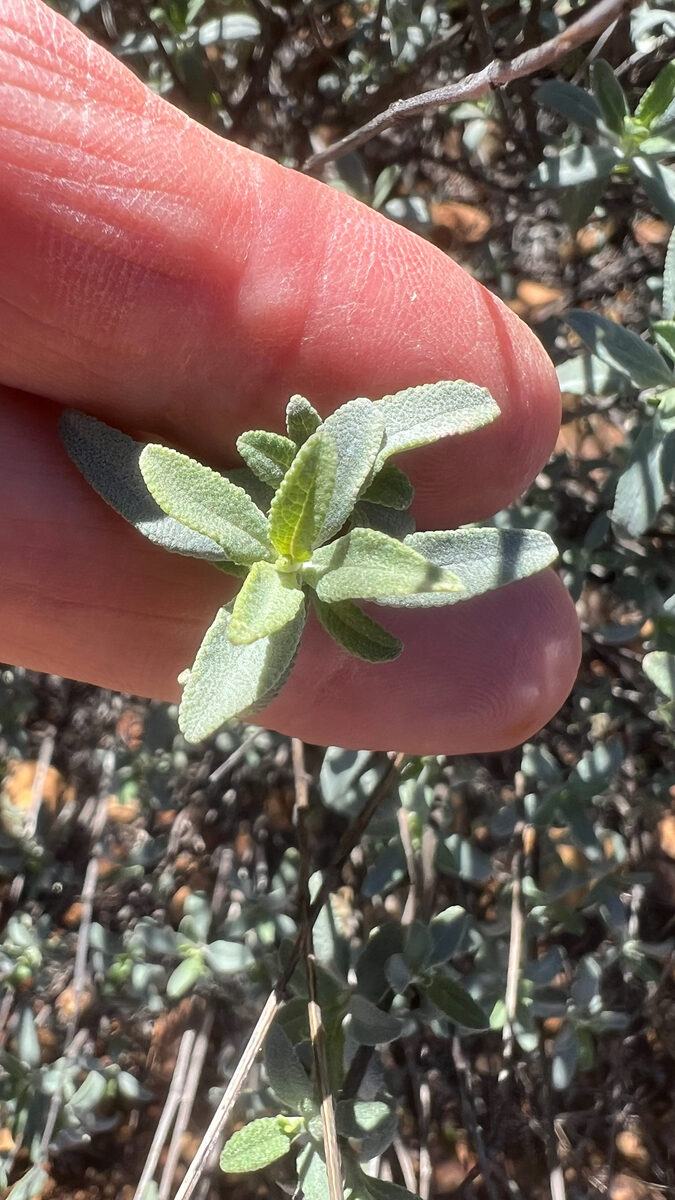 Salvia clevelandii - (A.Gray.)Greene. (Blue Sage) — photo