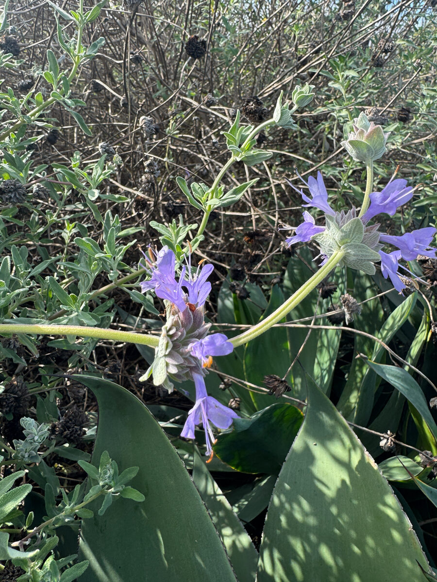 Salvia clevelandii - (A.Gray.)Greene.