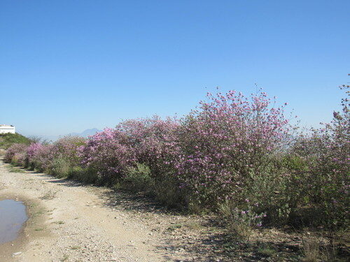 Salvia coccinea (Texas sage) — photo