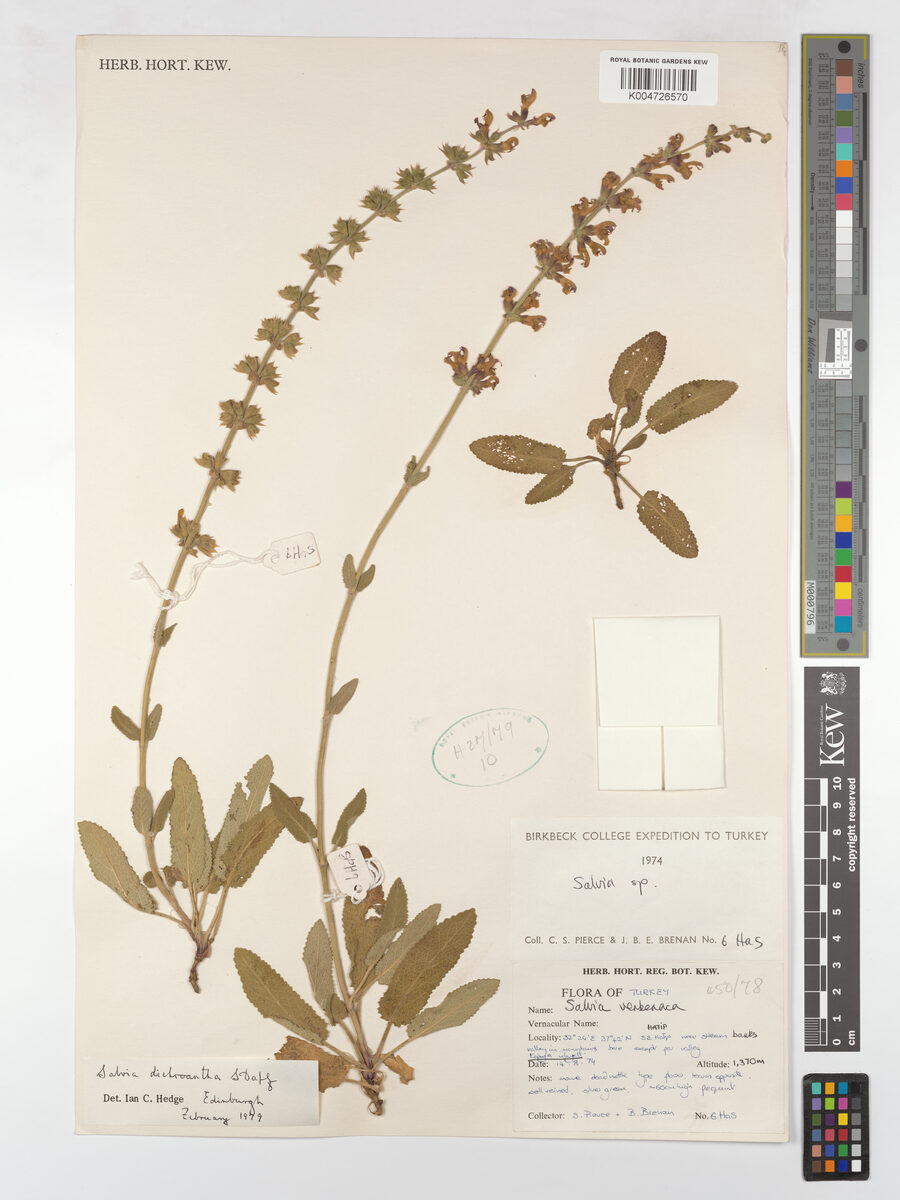 Salvia dichroantha — photo