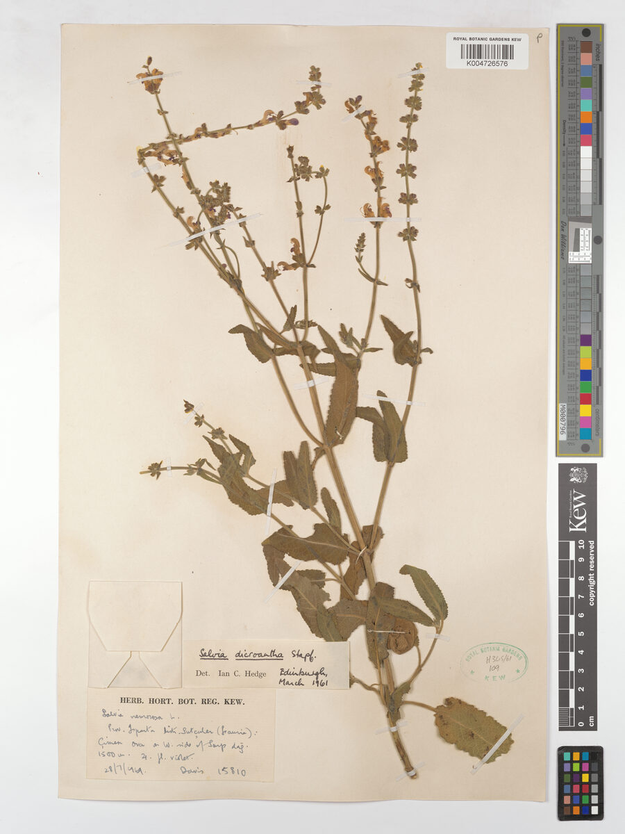 Salvia dichroantha — photo