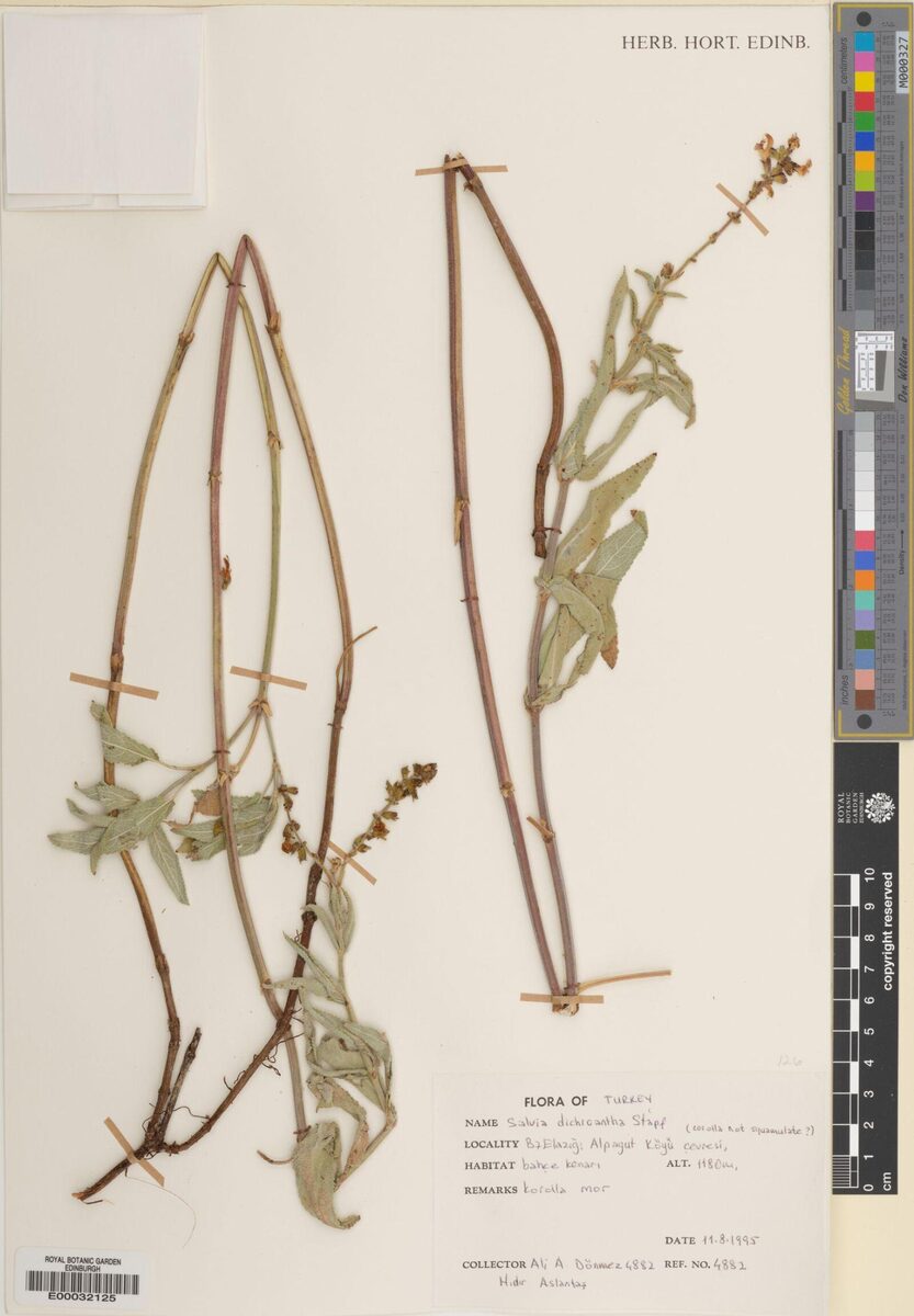 Salvia dichroantha