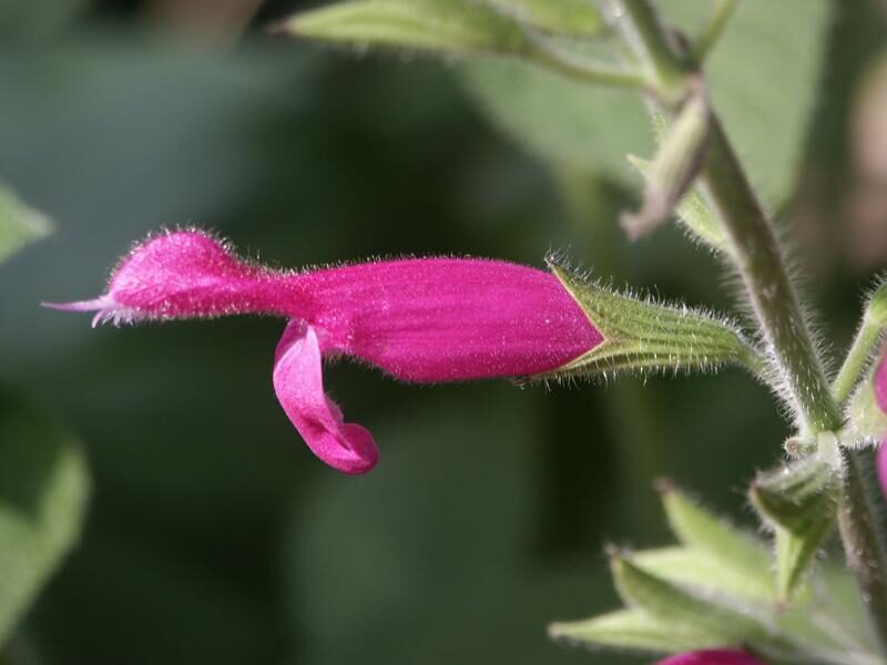 Salvia dorisiana (Sage Fruity Pineapple) — photo