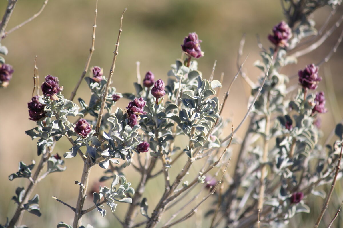 Salvia dorrii - (Kellogg) Abrams (Purple Sage) — photo