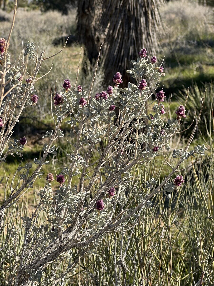 Salvia dorrii - (Kellogg) Abrams (Purple Sage) — photo