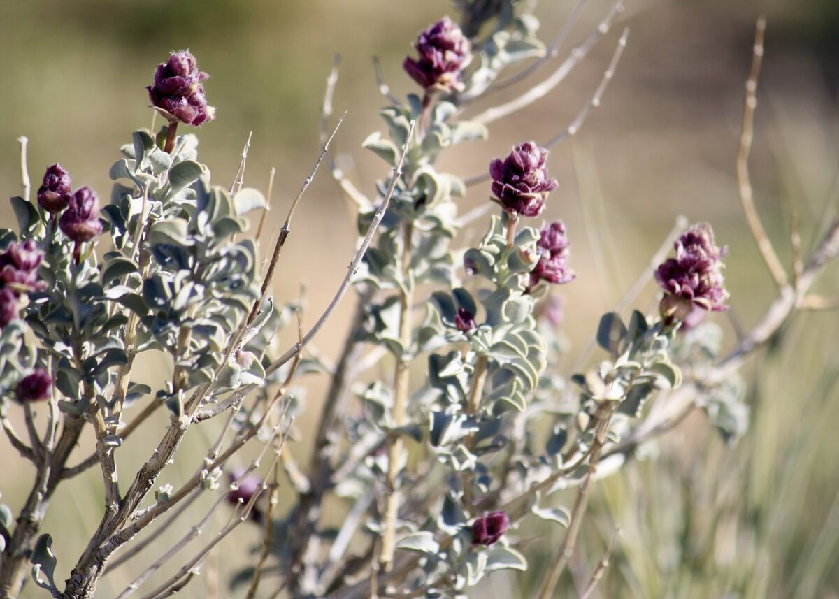 Salvia dorrii - (Kellogg) Abrams