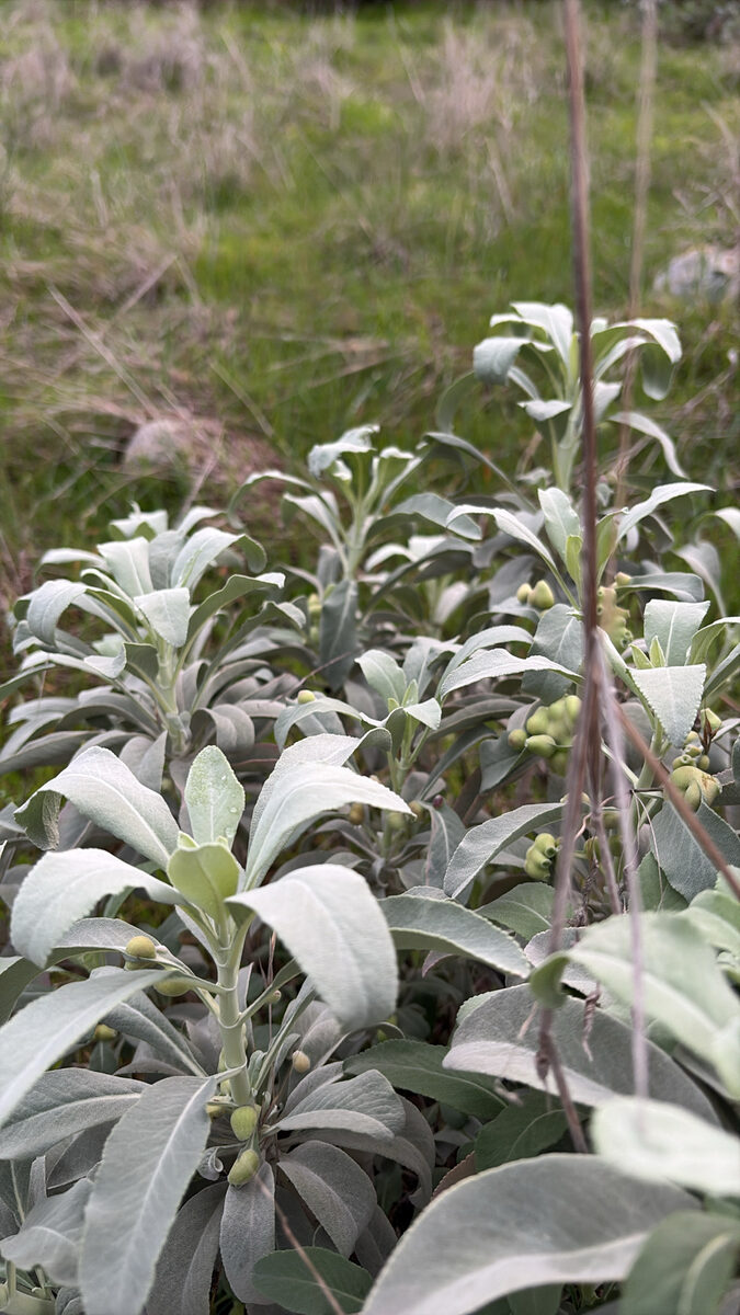 Salvia lanata — photo