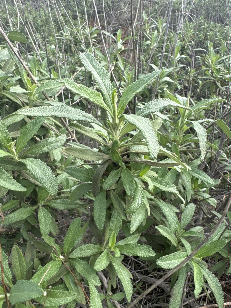 Salvia lanata — photo