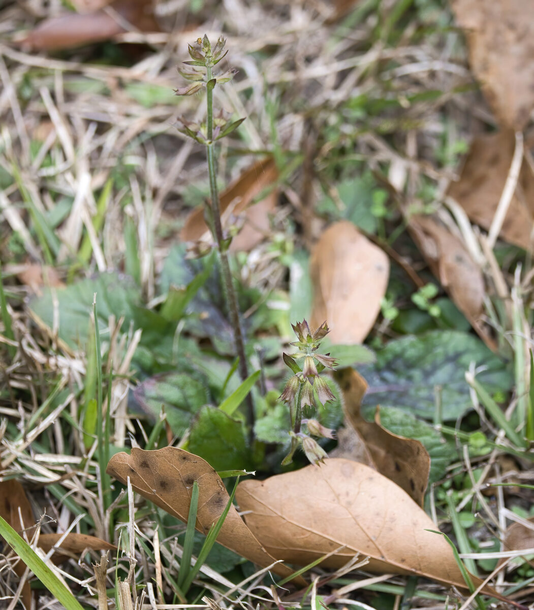 Salvia lanata