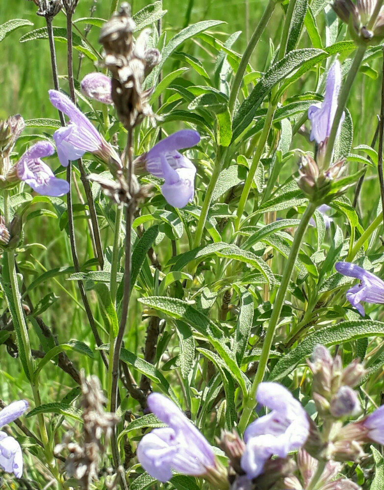 Salvia lavandulifolia (Spanish Sage) — photo