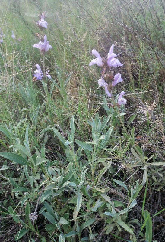 Salvia lavandulifolia (Spanish Sage) — photo
