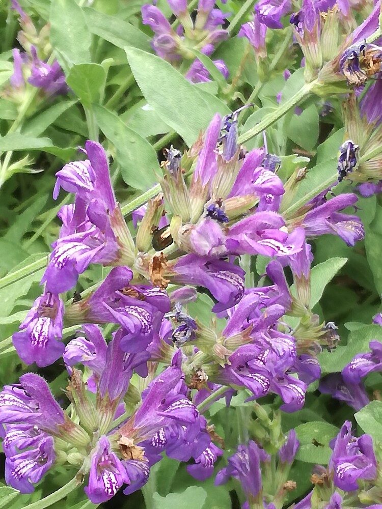 Salvia lavandulifolia