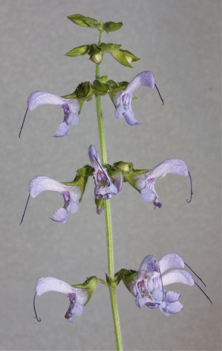 Salvia multiorrhiza