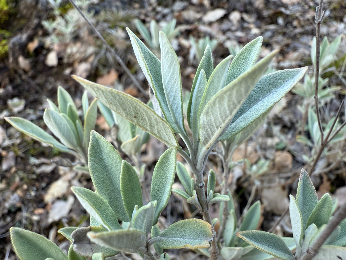 Salvia officinalis subsp. lavandulifolia (Narrow Leaf Sage) — photo
