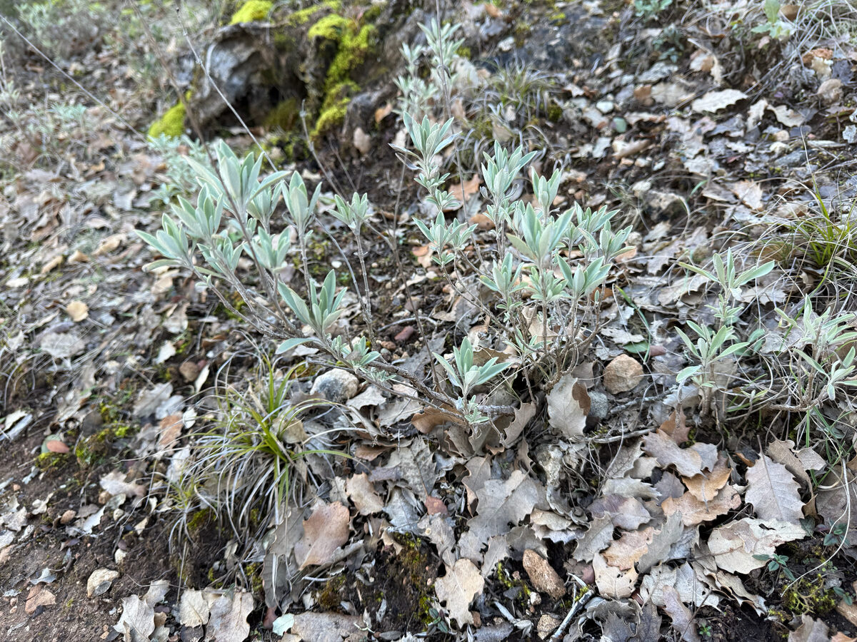 Salvia officinalis subsp. lavandulifolia (Narrow Leaf Sage) — photo