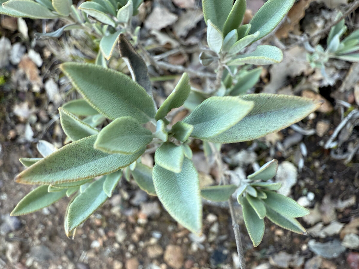 Salvia officinalis subsp. lavandulifolia