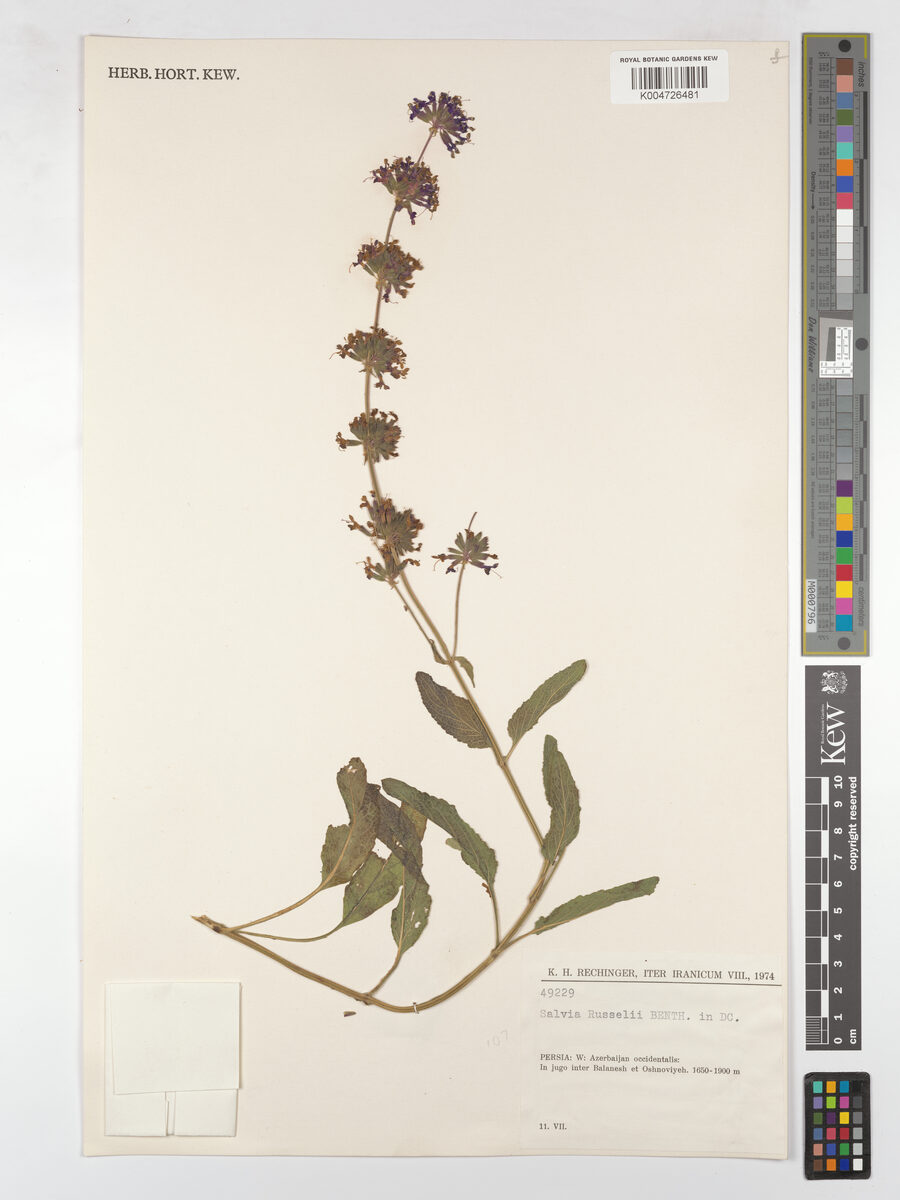 Salvia russellii — photo