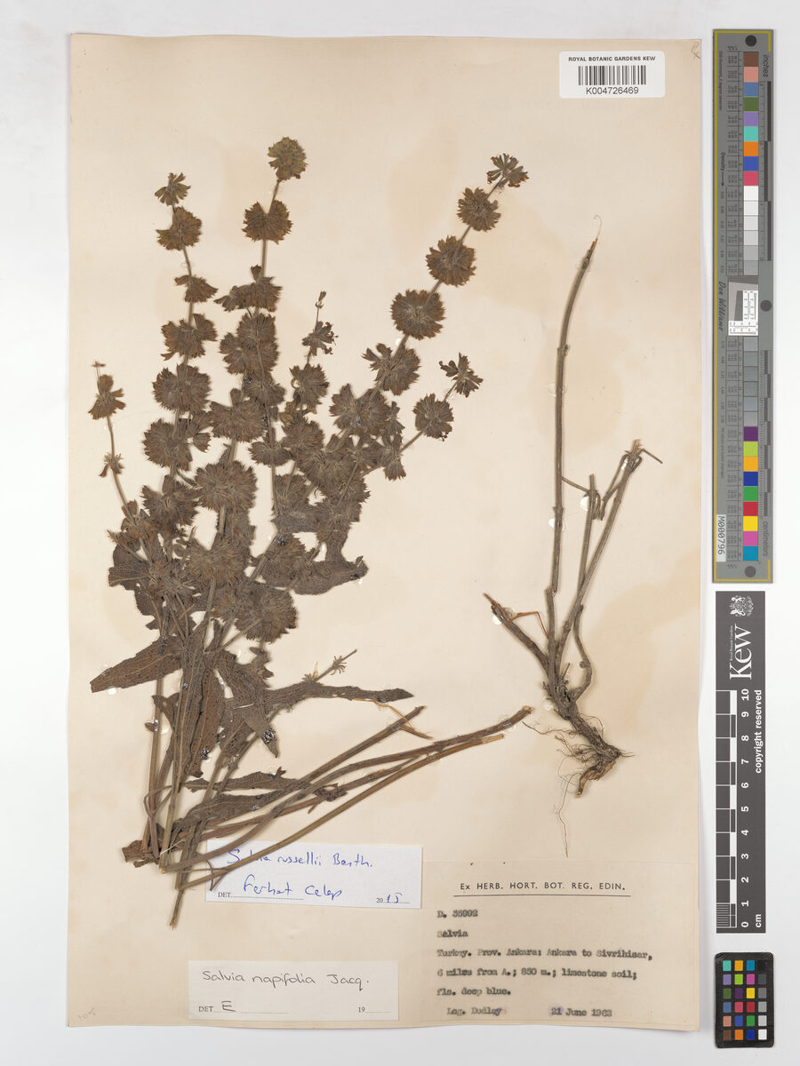Salvia russellii — photo