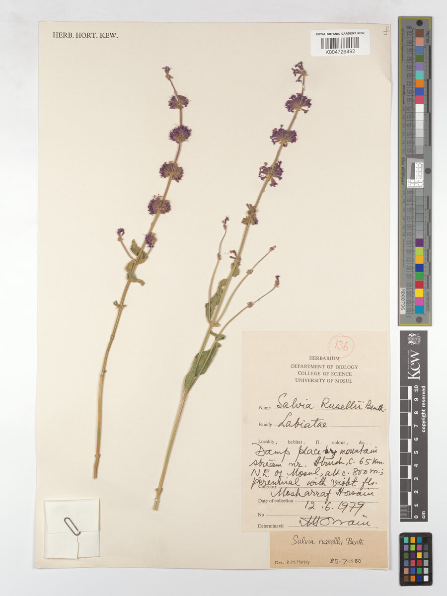 Salvia russellii
