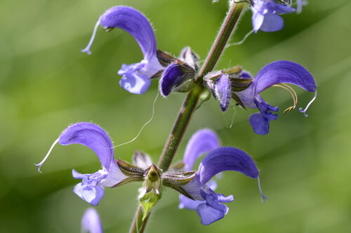 Salvia viridis (Clary) — photo
