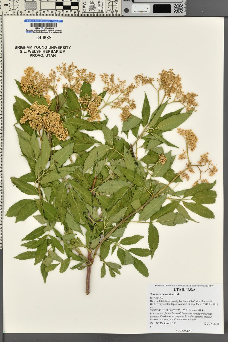 Sambucus caerulea (Blue Elder) — photo