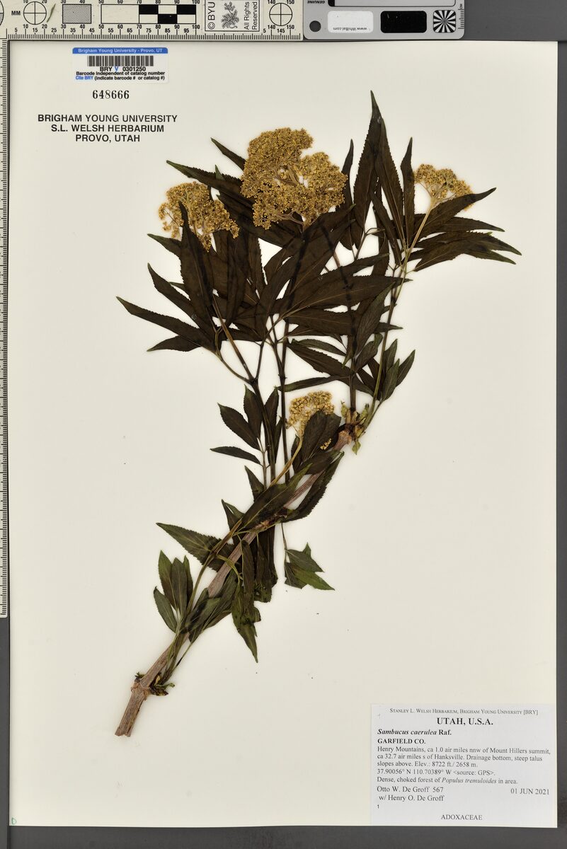 Sambucus caerulea (Blue Elder) — photo