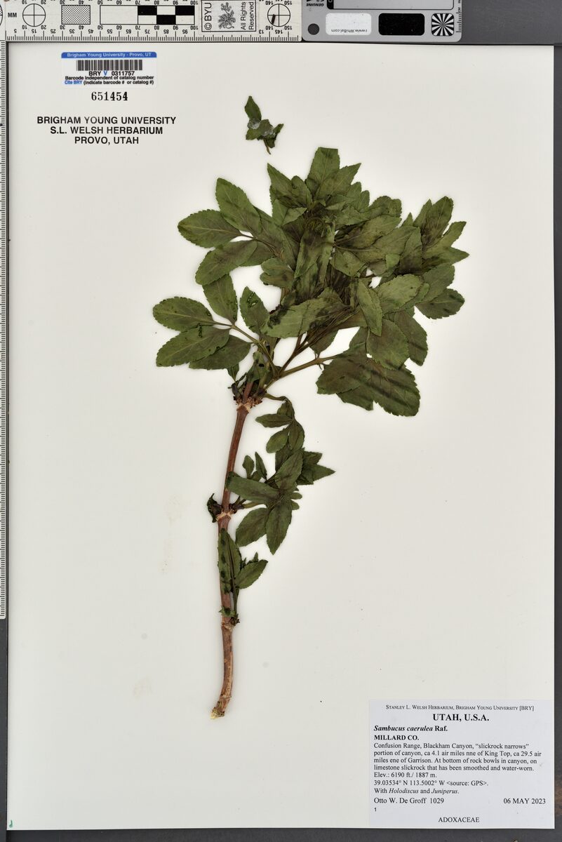 Sambucus caerulea