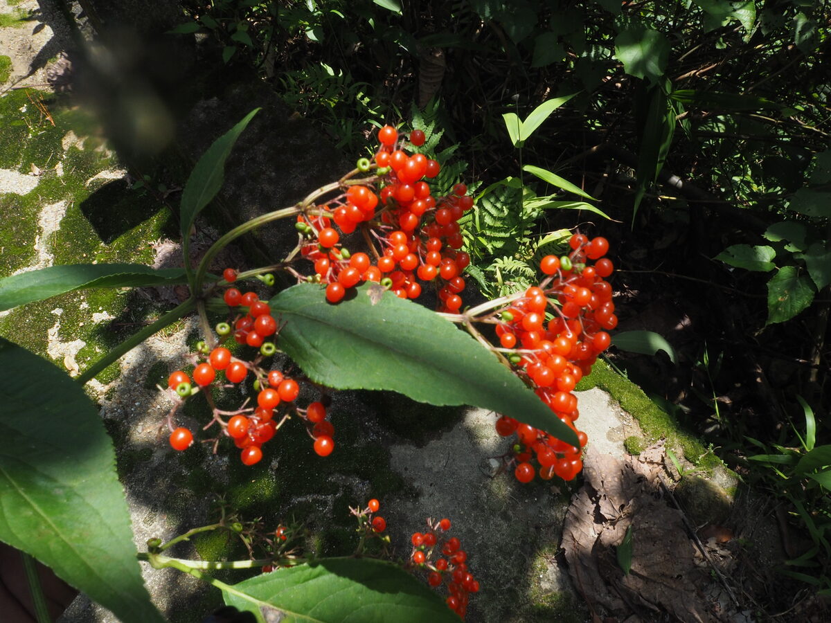 Sambucus chinensis (Chinese Elder) — photo